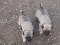 Orjinal sivas kangal yavruları