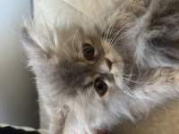 ÇOK TATLI CHİNCHİLLA BÜTÜN HERŞEYİYLE VERİLECEKTİR