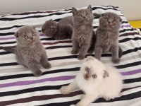 scottish ve british shorthair yavrular yuvalarını bekliyor