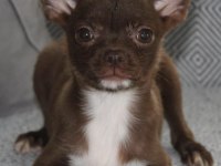 Kaliteli chihuahua