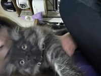 Yavru Kedimiz British Longhair