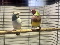 Golden finch gökkuşağı ispinozu