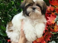Secereli shih tzu yavruları