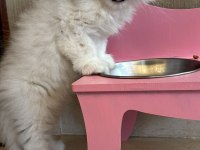 Çok tatlı, safkan british longhair erkek yavru