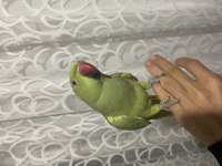 3 aylık Pakistan papağanı