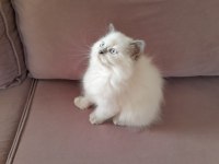 Maviş Kızım İran Kedisi