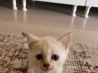 Son iki yavru kedimiz 4 puan