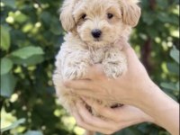 TOY POODLE APRİKOT