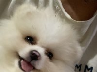 Pomeranian Bo Ayı Surat