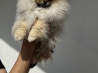 Orijinal renk orange pomeranian boo yavrumuz