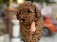 TOY POODLE RED BROWN YAVRUMUZ UYGUN SAHİPLENDİRİLECEKTİR