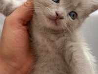 Scottish fold kedilerim yeni yuvalarını arıyorlar