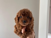 Teacup Toy Poodle
