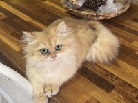 Safkan Dişi British Longhair Kediler Sahiplendirilecektir
