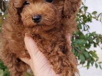 Pafuduk pafuduk poodle yavrular sizleri bekliyor