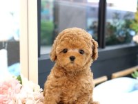 Bi̇blo Gi̇bi̇ Kore Kanı Toy Poodle Yavrular