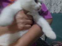 Beyaz scottish fold meleğimizi sahiplendiriyoruz