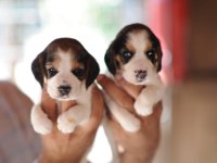 Beagle biblolar