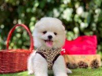 Safkan pomeranian bebeklerimiz