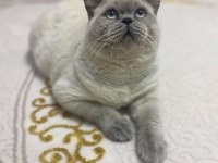 British shorthair blue point
