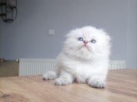2 aylık scottish fold tosuna yeni yuva arıyoruz