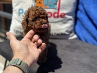 Ankaranın en özel toy poodle yavruları 