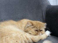 Dişi Persian