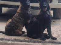 Sevgine zamanına emeğine değecek köpek arayanlara