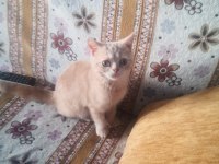 Erkek uysal eğitimleri var british shorthair