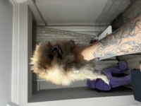 Son pomeranian bebekler