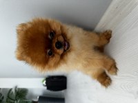 Yavru 2 yaşında erkek pomeranian
