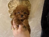Toy Poodle Teacup Köpeğim