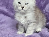 Xxxl Maine Coon Erkek Wcf Kayıtlı