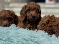 Petmode köpek çiftlğinde ziyarete açık kore toy poodle