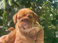 SİTENİN EN ŞİRİN İNGİLİZ BULLDOG YAVRULARI