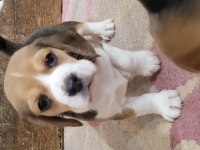 Safkan ırk garantili beagle bebekler