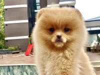 Dişi pomeranian boo 2,5 aylık yavrumuz