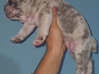%100 IRK GARANTİLİ FRANSIZ BULLDOG YAVRULARI