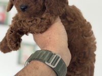 Petmode köpek çiftlğinde ziyarete açık kore toy poodle