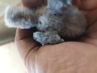 El Beslemelik Üst Mutasyon Blue Personata Kuşlar