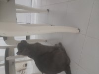 Kedi sahiplendirmek