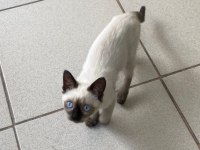 İKİ BUÇUK AYLIK SİYAM BLUE POİNT DİŞİ KEDİ