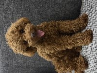 Rezerveye Açık Poodle Yavrular Red Brown