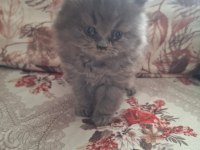Gri british longhair bebek