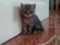 Scottish fold kediler