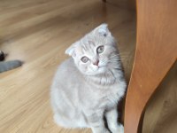 Scottish Fold dişi ve British Short Hair erkek