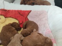 KORE SAF KALİTE SÜT BEBEKLER 14 ŞUBAT BEBEKLERİ KÖPEKLER