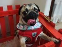 3 yaşında pug kızım yeni sahibi arıyor