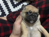 PUG MOPS BEBEKLERİMİZ ÖMÜRLÜK AİLELERİNİ BEKLİYOR