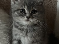 Tabby güzel british shorthair bebeğim